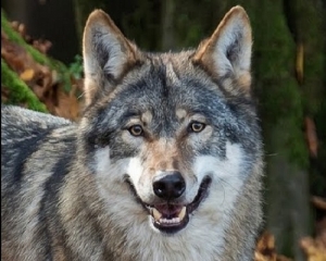 De Paoli (Lega): “Allevatori disperati, occorre un abbattimento selettivo dei lupi”