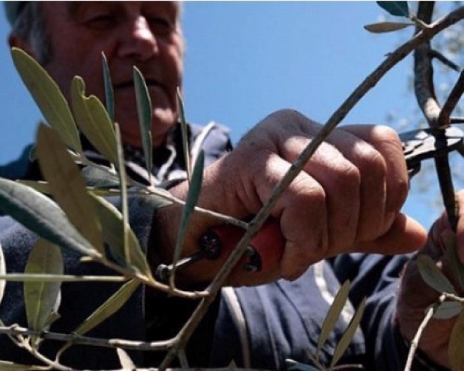 Corso di potatura dell'olivo organizzato da Confagricoltura