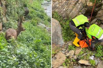 Capriolo ferito intrappolato in un torrente a Vernazza, salvato dal Soccorso Alpino