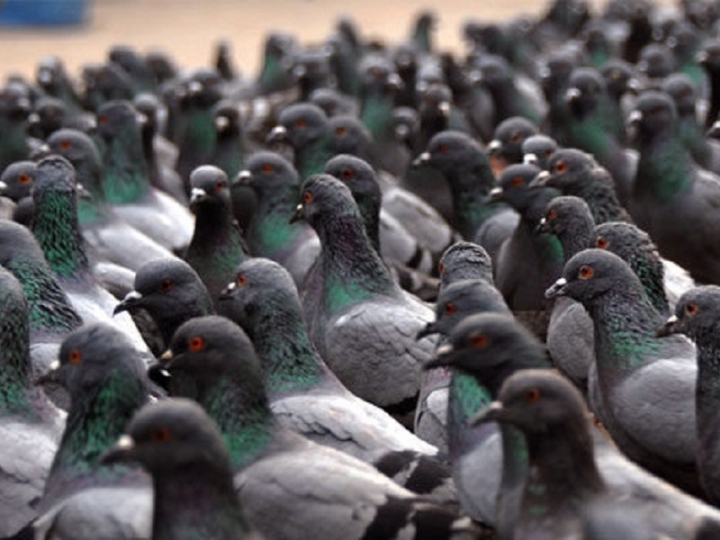 &quot;Perchè il Comune di Riomaggiore ha dichiarato guerra ai piccioni?&quot;