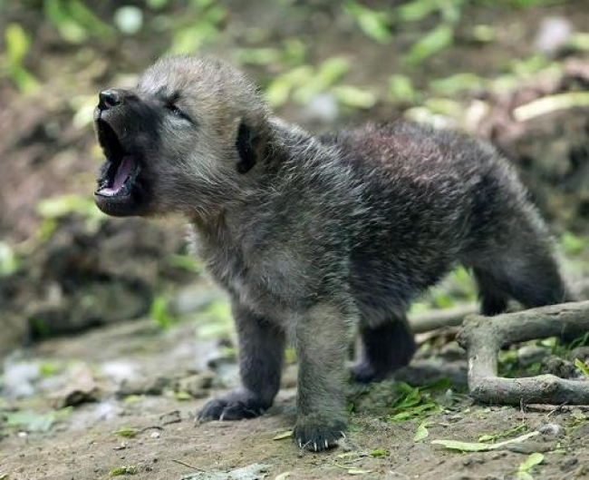 AIGAE(Guide Ambientali Escursionistiche Italiane), contraria all’abbattimento dei lupi: “Sbagliato assecondare posizioni arretrate e fare scelte scientificamente infondate”