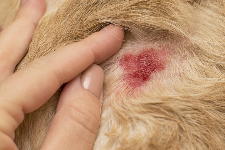 Caini: Dermatita atopica canina (eczema)