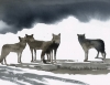 “Il Cane, il Lupo e Dio&quot;, la mostra di Nicola Magrin a Spazio 32