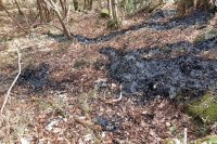 Sversamento di rifiuti liquidi dannosi per ambiente e animali: indagano i Carabinieri Forestali