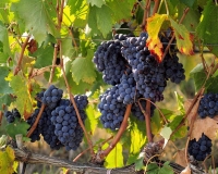 Sagra del Vino a Tivegna, modifiche alla viabilità