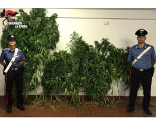 Sequestro di una piantagione di marijuana a Levanto