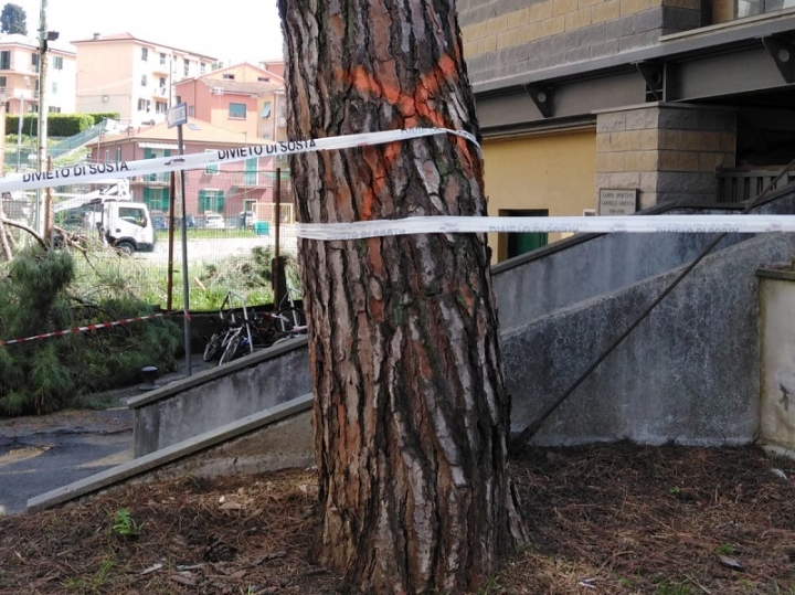Abbattimento dei pini a Fezzano: c&#039;è preoccupazione