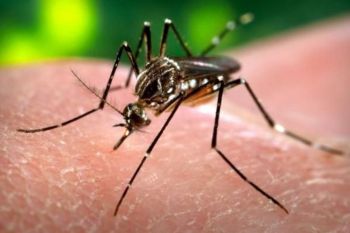 Due casi di Dengue in Liguria