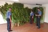 Una piantagione di marijuana scoperta a Bonassola