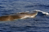 “Missione Pelagos”: il mondo dei cetacei entra nelle scuole