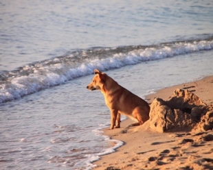 Spiaggia per cani ad Ameglia, secondo l&#039;opposizione l&#039;amministrazione &quot;scarica&quot; le colpe
