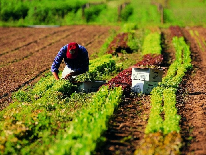 Agricoltura, la Liguria raggiunge gli obiettivi di spesa del PSR