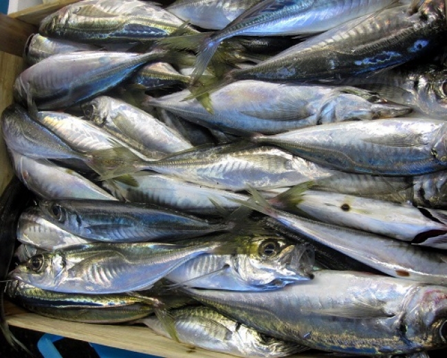 Coldiretti Impresa Pesca: &quot;Approvato il programma operativo Feamp&quot;