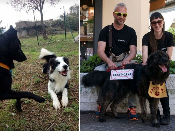 Vuoi un animale? I 98 cani e 12 gatti del Canile Municipale della Spezia cercano casa