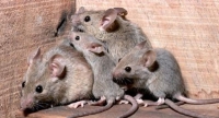 “Mimetic-Mhouse”, la nuova &quot;arma&quot; scelta dal Comune contro i topi