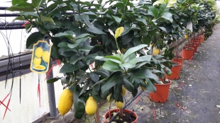 Piante di limone da Ricotti Ernesto a Sestri Levante