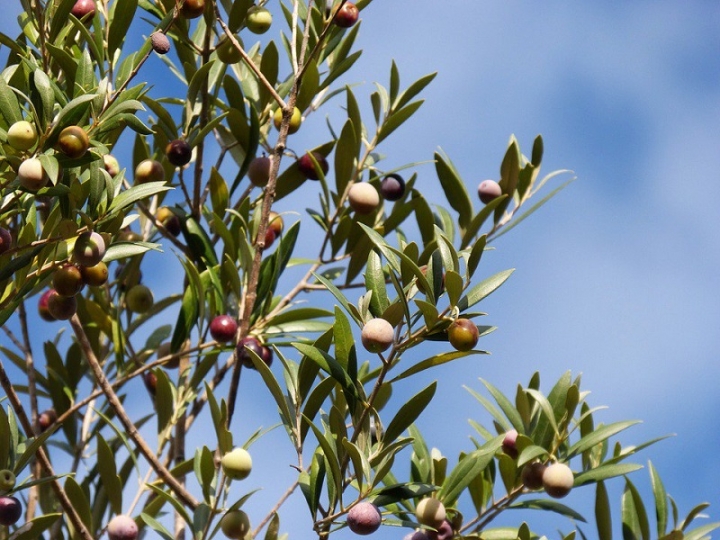 Il progetto “Gestione oliveto” si allarga