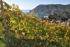 Ottima vendemmia alle Cinque Terre, 17% di vino in più rispetto al 2020
