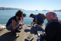 Studenti e ricercatori internazionali alla Spezia per imparare a monitorare le specie aliene marine