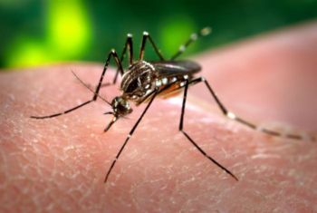 Zanzare tigre e Dengue alla Spezia, proteste per il blitz della disinfestazione