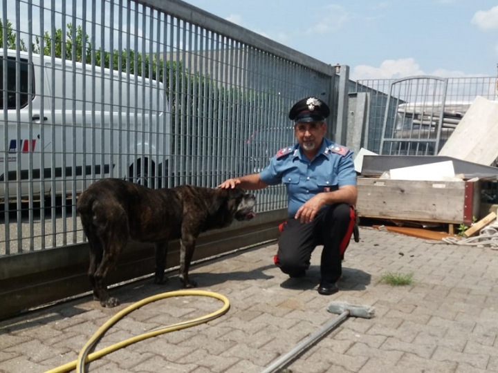 Sarzana, cane abbandonato in un piazzale salvato grazie ai Carabinieri