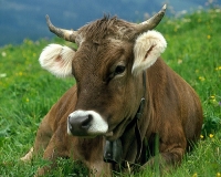 Falso allarme carni radioattive in Val di Vara, De Paoli: “Anche i veterinari della Regione rassicurano”