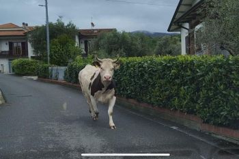 Una mucca sulla Cisa tra Sarzana e Santo Stefano: automobilisti bloccati e traffico in tilt