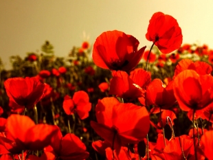 “Non è la rosa non è il tulipano”, poesie dalla Grande Guerra al teatro Impavidi