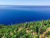 Viticoltura: il Parco delle Cinque Terre fornisce pali e barbatelle