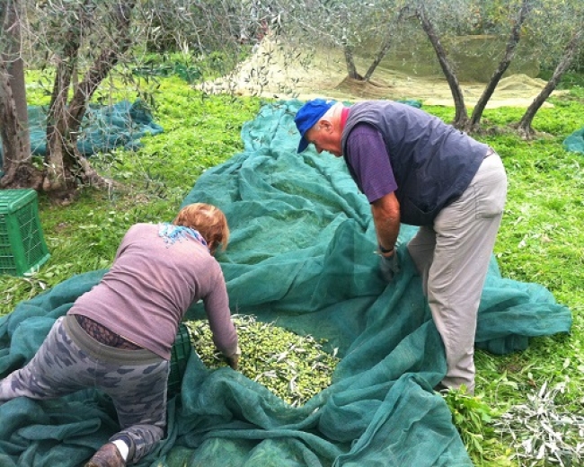 Clima e mosca olearia anticipano la raccolta delle olive in Toscana: si prevede una produzione minore, ma cresce l&#039;export