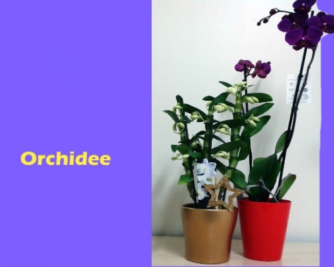 Idea regalo: orchidea ORTOFLORICOLA OLIMPIA