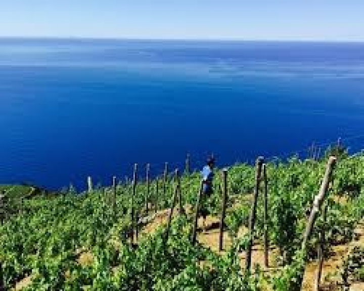 Liguria Popolare sostiene le iniziative a supporto del settore vitivinicolo
