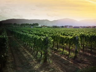 Anche i vini spezzini premiati alla Douja D’Or di Asti