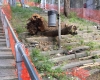 Il Comitato: &quot;Il Comune sta tagliando gli alberi in Scalinata Cernaia&quot;
