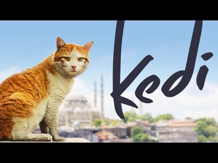 Kedi La Città dei Gatti è in esclusiva al Nuovo
