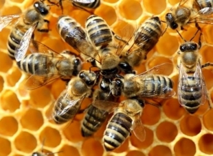 61 mila euro per l&#039;apicoltura ligure