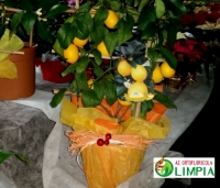 Idea regalo: Limoni ORTOFLORICOLA OLIMPIA