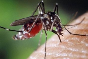 Dengue, alla Spezia uno specifico trattamento antilarvale