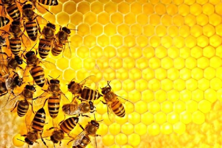 Clima pazzo mette a rischio la produzione di miele