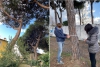 Dai pini di Marinella è partito il censimento del verde pubblico di Sarzana