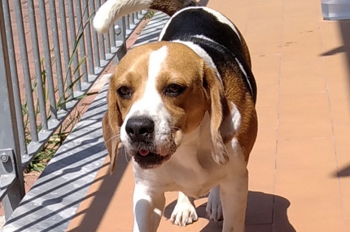 Questa beagle si è smarrita, qualcuno la sta cercando?