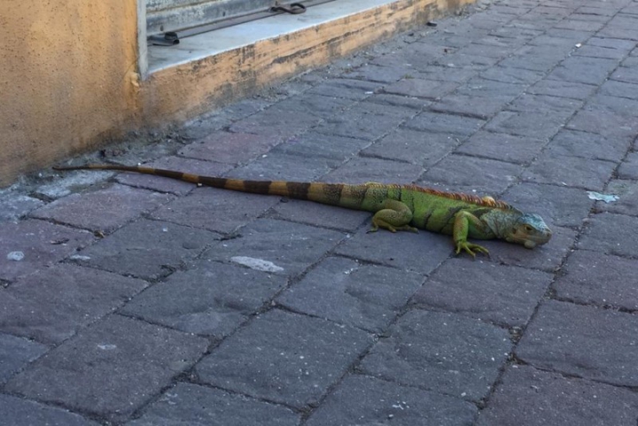 Iguana scappa da un&#039;abitazione a Valdellora, recuperata dai Forestali
