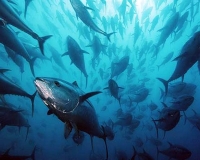 Pesca sportiva al tonno rosso, la Capitaneria dice stop