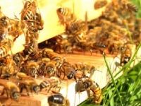 Agricoltura, dalla Regione ok al bando da 35 mila euro a favore dell&#039;apicoltura
